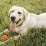 Tipos de Labrador: Razas y Variantes de Esta Adorable Raza