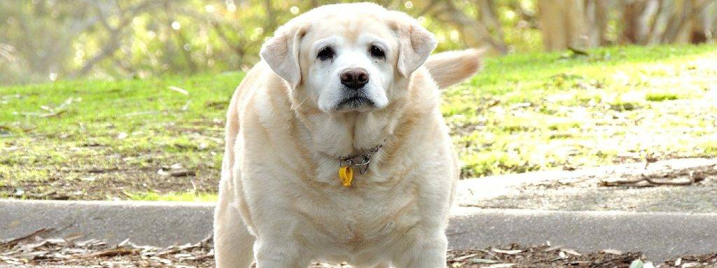 labrador gordo - Consejos para tratar la obesidad en labradores con sobrepeso