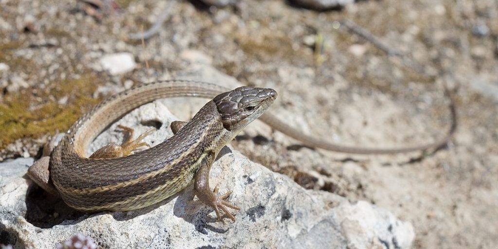 lagartija venenosa 1 - Las lagartijas domesticas son venenosas