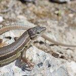 Las lagartijas domesticas son venenosas