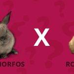 Lagomorfos: Definición, Características y Ejemplos