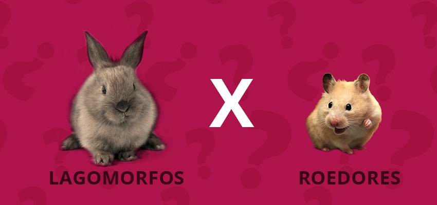 lagomorfo - Lagomorfos: Definición, Características y Ejemplos