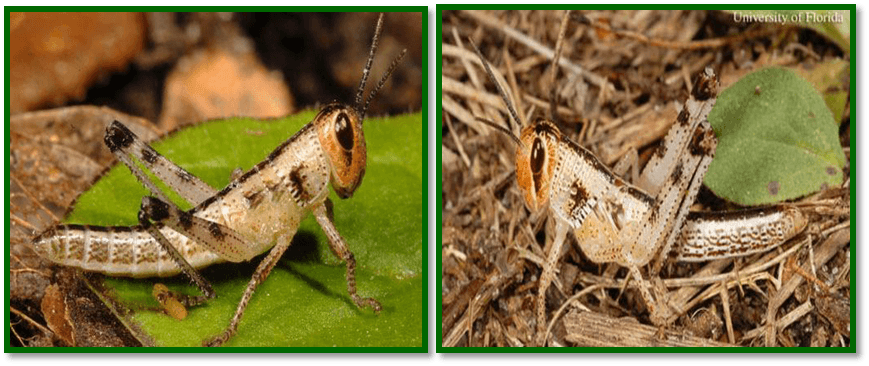 langosta insecto picadura - Los saltamontes verdes con aguijón son peligrosos