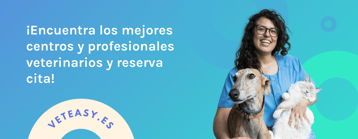 Las Gatas Sangran Con La Regla