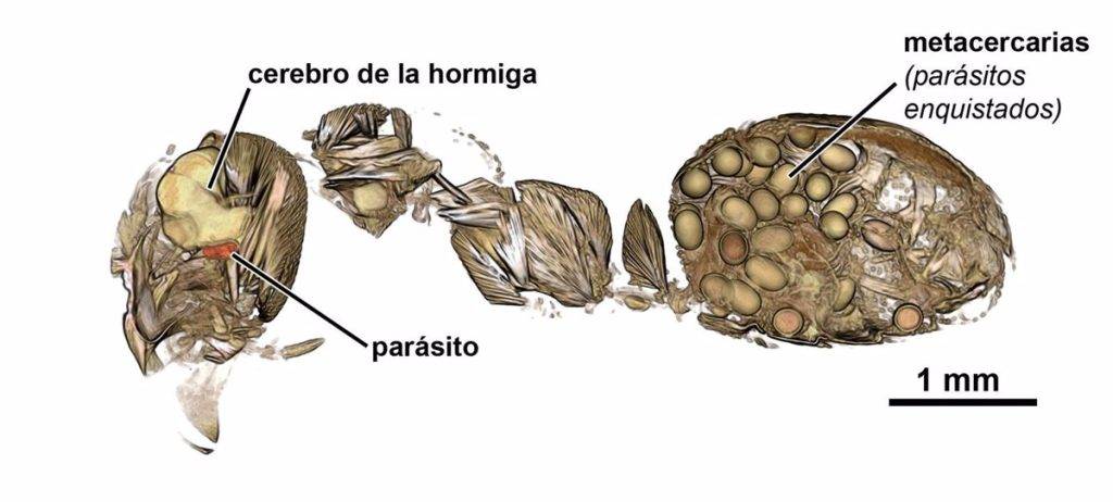 las hormigas tienen cerebro - Cómo funcionan los cerebros de las hormigas obreras