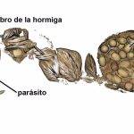 Cómo funcionan los cerebros de las hormigas obreras