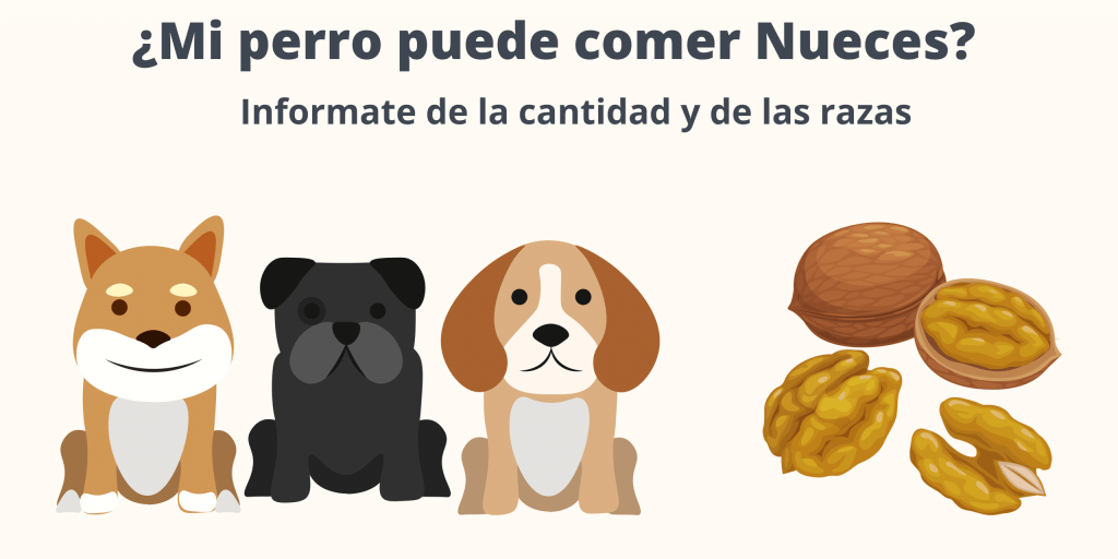 las nueces son malas para los perros - Pueden los perros comer nueces de forma segura