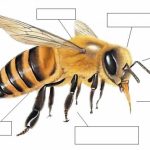 Partes del cuerpo de una abeja y su función en la colmena