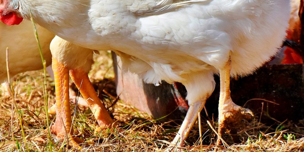 las patas de las aves - Tipos de patas en aves y sus características