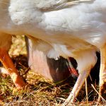 Tipos de patas en aves y sus características