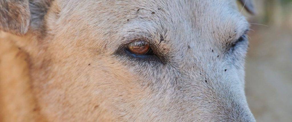 las pulgas de los perros se pegan a los humanos - Son peligrosas las pulgas de los perros para los humanos