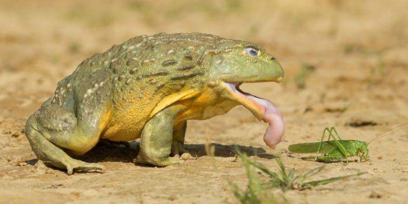 las ranas tienen dientes - Las ranas pueden tener dientes