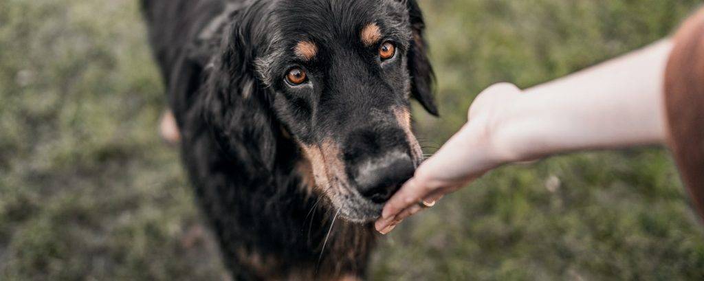 le puedo dar remolacha a mi perro 1 - Es segura la remolacha para los perros