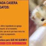 Receta natural de leche casera para cachorros de emergencia