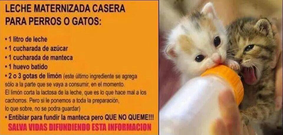 leche casera para cachorros - Receta natural de leche casera para cachorros de emergencia