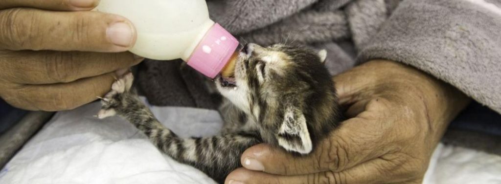 leche casera para gatitos - Recetas de leche casera para gatitos recién nacidos