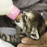 Recetas de leche casera para gatitos recién nacidos