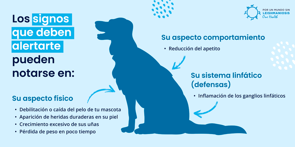 leishmaniasis avanzada en perros - Leishmaniasis en perros: prevención y tratamiento