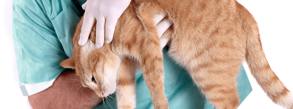 leishmaniasis gatos - Qué debes saber sobre la leishmaniasis en gatos