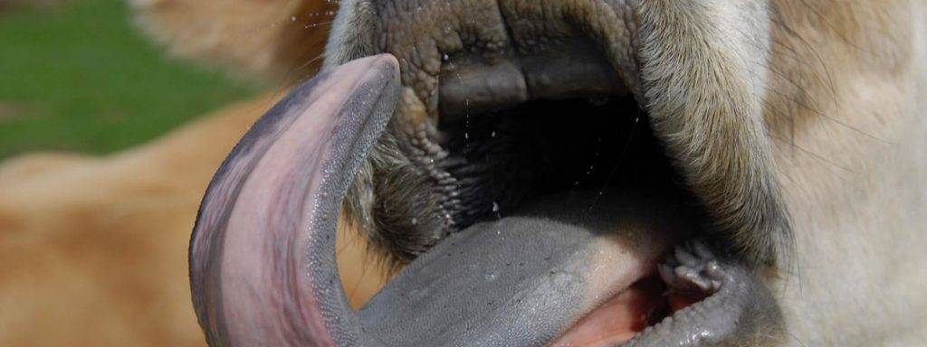 lengua azul tratamiento - Cómo tratar y prevenir la lengua azul en animales