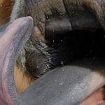 Cómo tratar y prevenir la lengua azul en animales