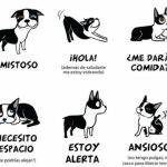 Cuál es la mejor forma de entender el lenguaje de los perros