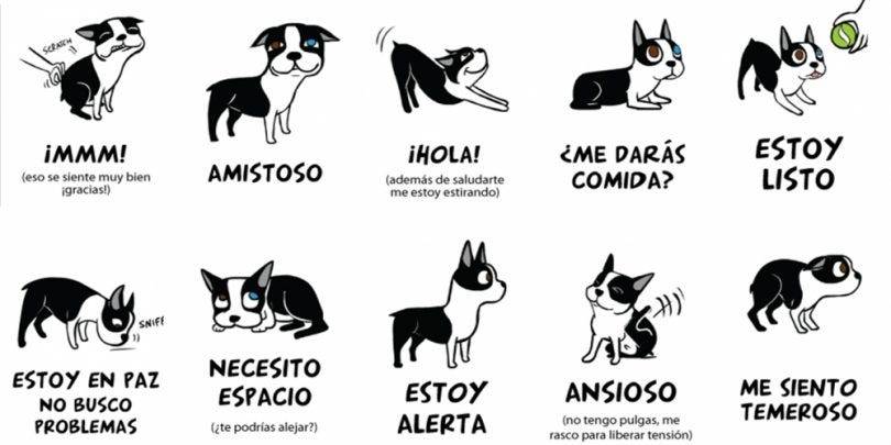 lenguaje de los perros - Cuál es la mejor forma de entender el lenguaje de los perros