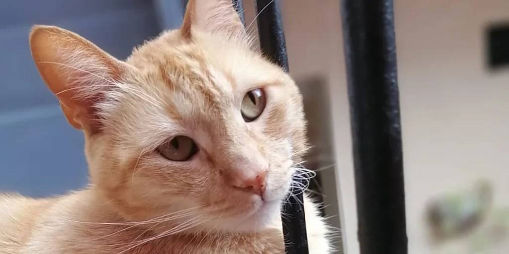 lentigo gato - Qué tipos de lentigo existen en gatos naranjas y cómo se tratan