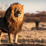 Descubre las razas y características de los leones