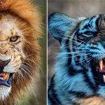 Cuáles son las diferencias entre un león y un tigre