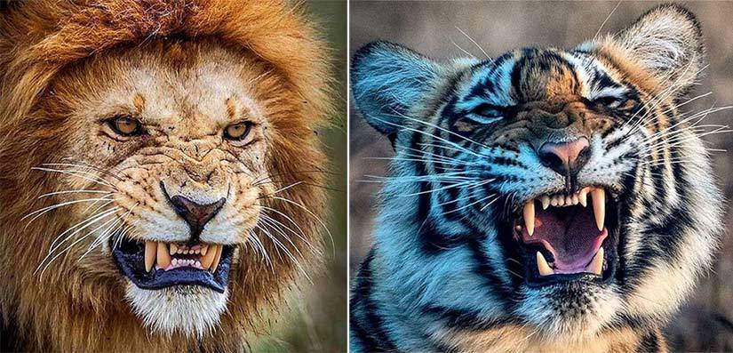 leon y tigre - Cuáles son las diferencias entre un león y un tigre