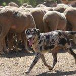 Cuáles son las 10 razas de perros que parecen leones