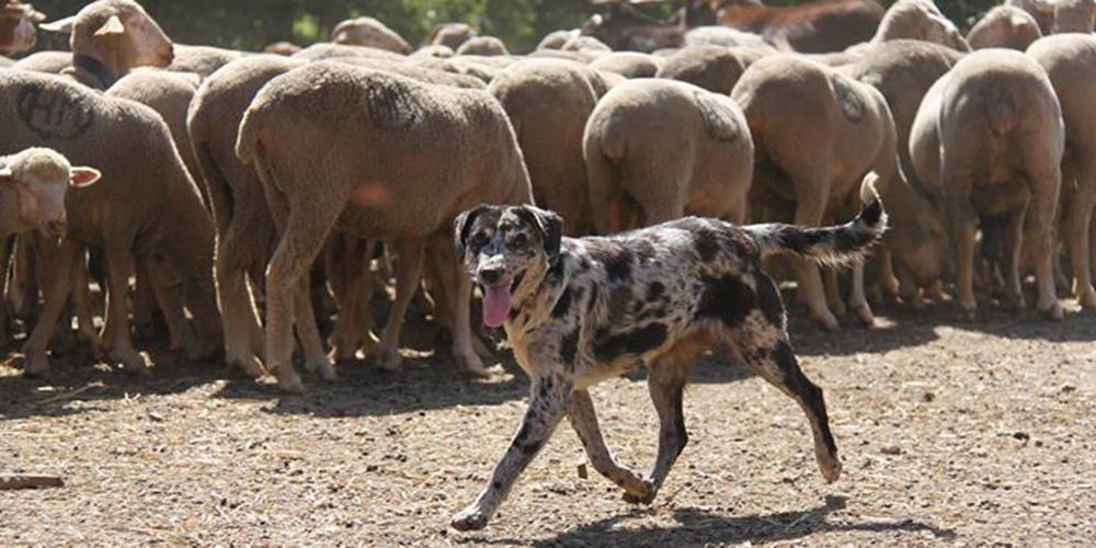 leones perros 1 - Cuáles son las 10 razas de perros que parecen leones