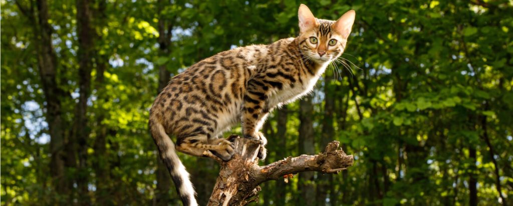 leopardo pequeno - Cuáles son los diferentes tipos de leopardos pequeños