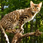 Cuáles son los diferentes tipos de leopardos pequeños