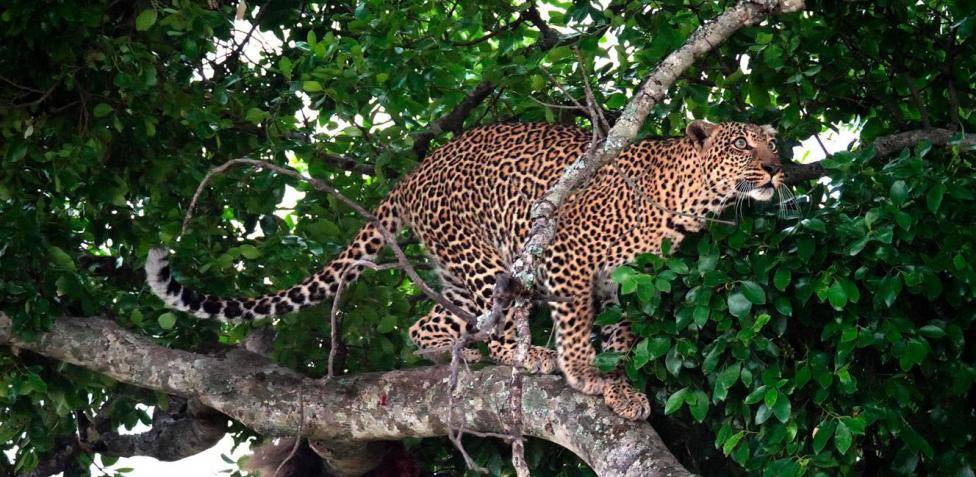 Leopardos africanos: características, hábitat y alimentación