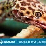 Cuál es la dieta principal de los leopardos en la naturaleza