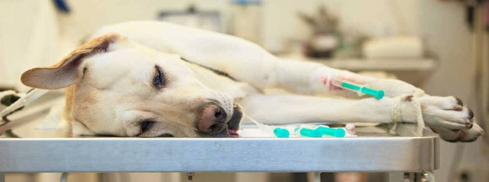 leucemia perro - Cómo identificar y tratar la leucemia en perros