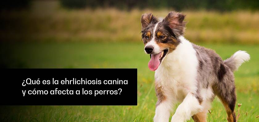 leucopenia en perros - Qué es la leucopenia en perros y cuál es su tratamiento