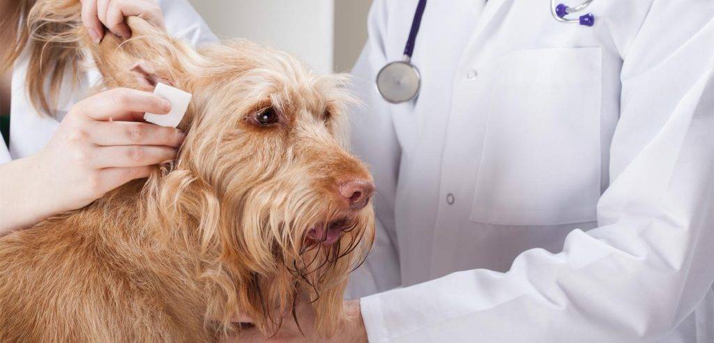 limpiar orejas perro con manzanilla - Cómo limpiar las orejas de mi perro con manzanilla