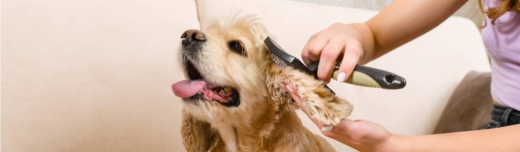 limpiar perros - Cómo mantener la higiene de tu perro sin necesidad de bañarlo