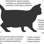 Qué es el Linfoma Intestinal en Gatos y sus síntomas