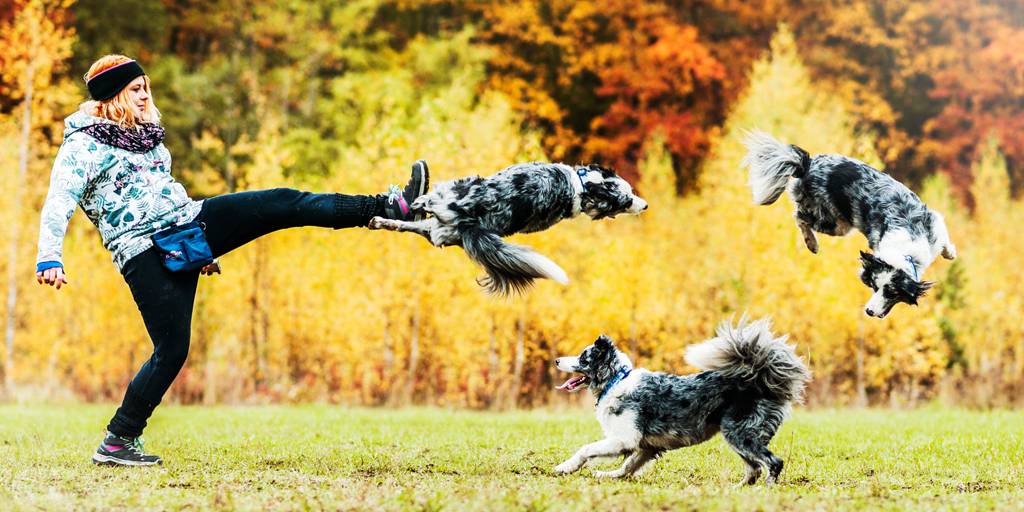 lista inteligencia perros - Cuáles son las razas de perros más inteligentes