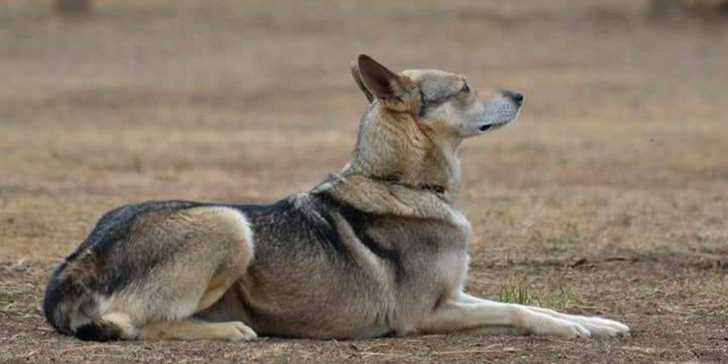 lobito herreno - Qué sabes del perro lobo herreño de la isla del Hierro