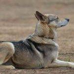 Qué sabes del perro lobo herreño de la isla del Hierro