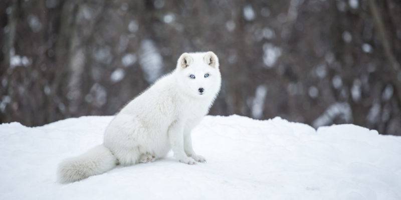 lobo de las nieves - Características y hábitat del lobo de las nieves en peligro