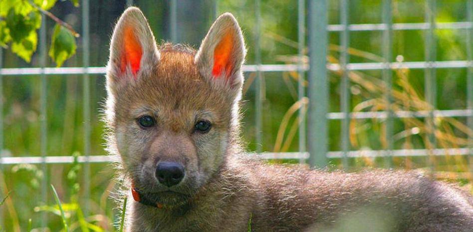 lobo domestico - Se puede tener un lobo como mascota Aprende más