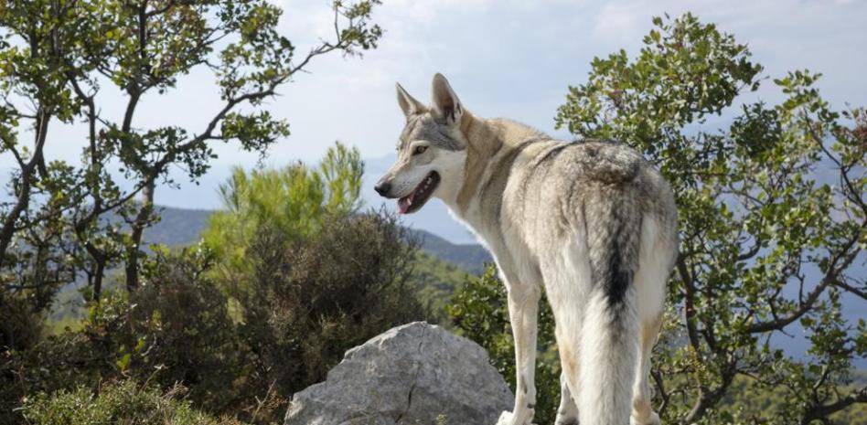 lobo europeo - Lobo Europeo: Características, Alimentación y Hábitat