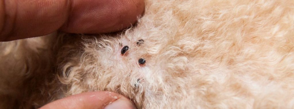 lombrices en perros fotos - Qué son las lombrices en perros y cómo tratarlas