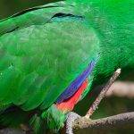 Conoces al Loro Eclectus: una colorida y fascinante especie de ave